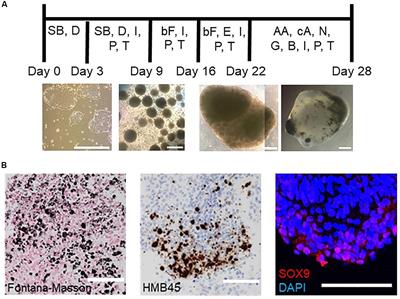 Brainstem Organoids From Human Pluripotent Stem Cells